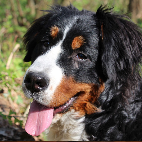 Bernese Mountain Dog in the garden on sunny day
