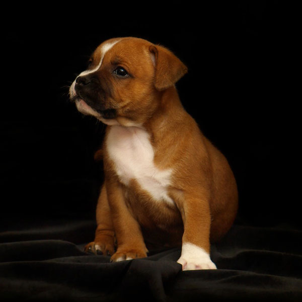 Staffordshire Bull Terrier Puppy sitting