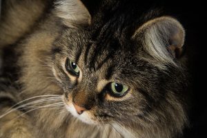 Norwegian Forest Cat close up to Eyes