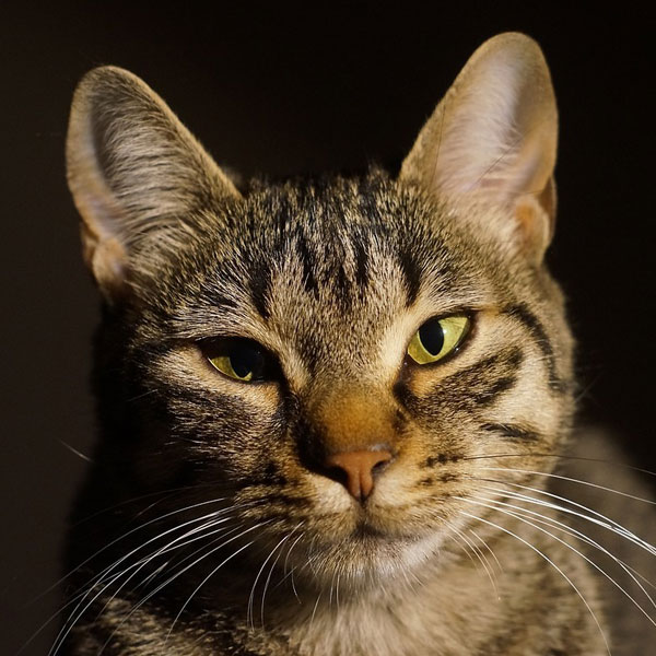 Cat With Yellow Eye close up