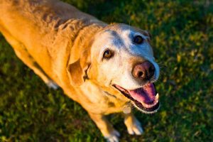 Old Yellow Labrador in the garden Summer