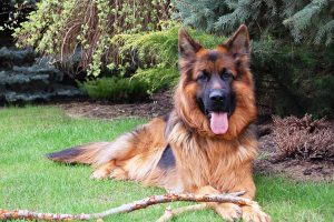 German Shepherd Long-Haired sitting Grass
