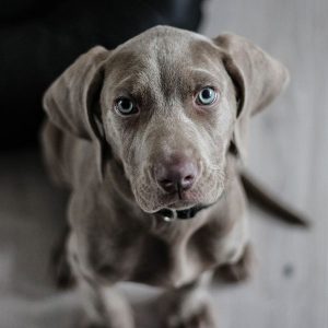 Adorable Weimaraner looking up