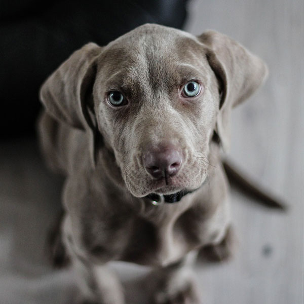 Adorable Weimaraner looking up