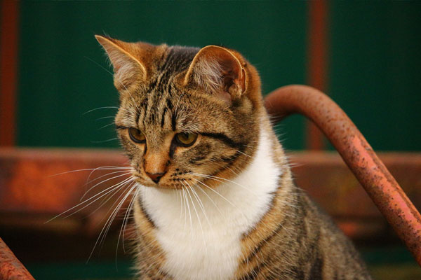 Surgery Cat With Yellow Eye outdoor