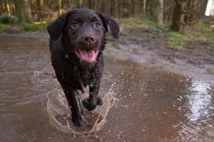 Puppy Cute Labrador wet running in water