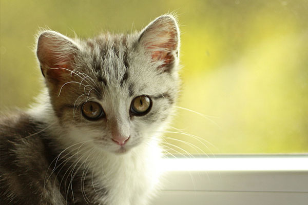 Wellness-&-Vaccination-Programs Cute gray and white cat looking out window.