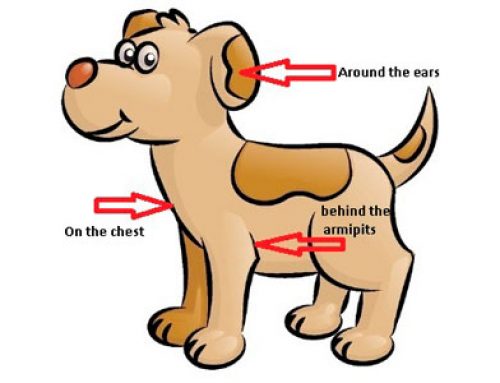 TICK TALK WITH DONCASTER ANIMAL CLINIC!