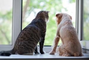 two dogs looking outside through window