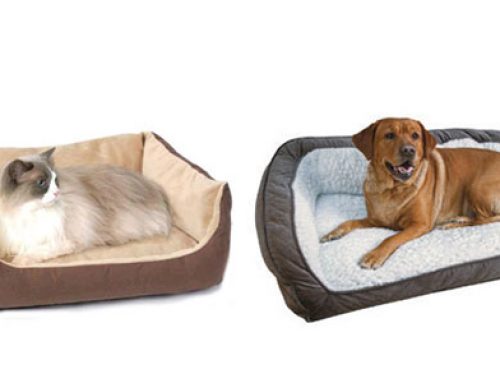 Senior Pet Blog