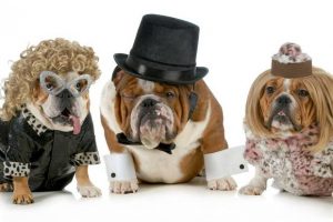 males bulldog with two females all dressed in formal clothing isolated on white background