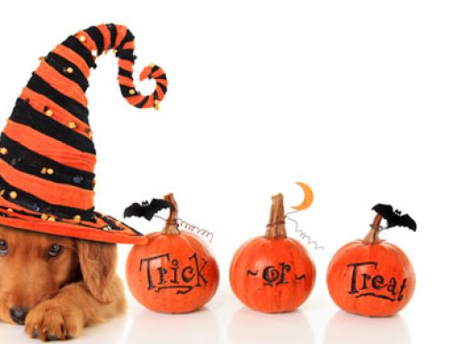 Halloween Blog: Part II & III
