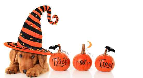 Cute puppy wearing a Halloween witch hat.