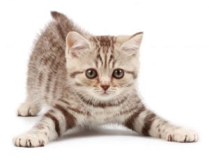 Tiny tabby kitten relax on floor